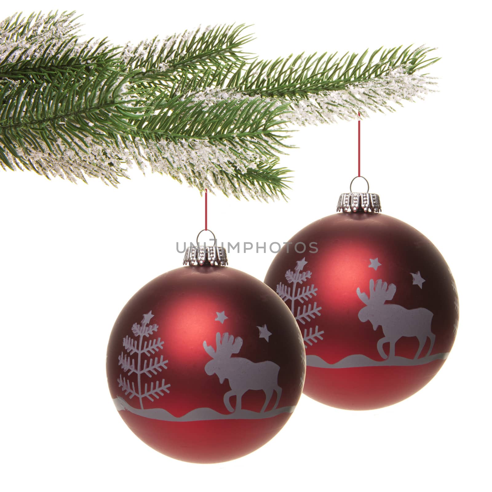 red christmas bauble hanging on fir branch isolated with white background