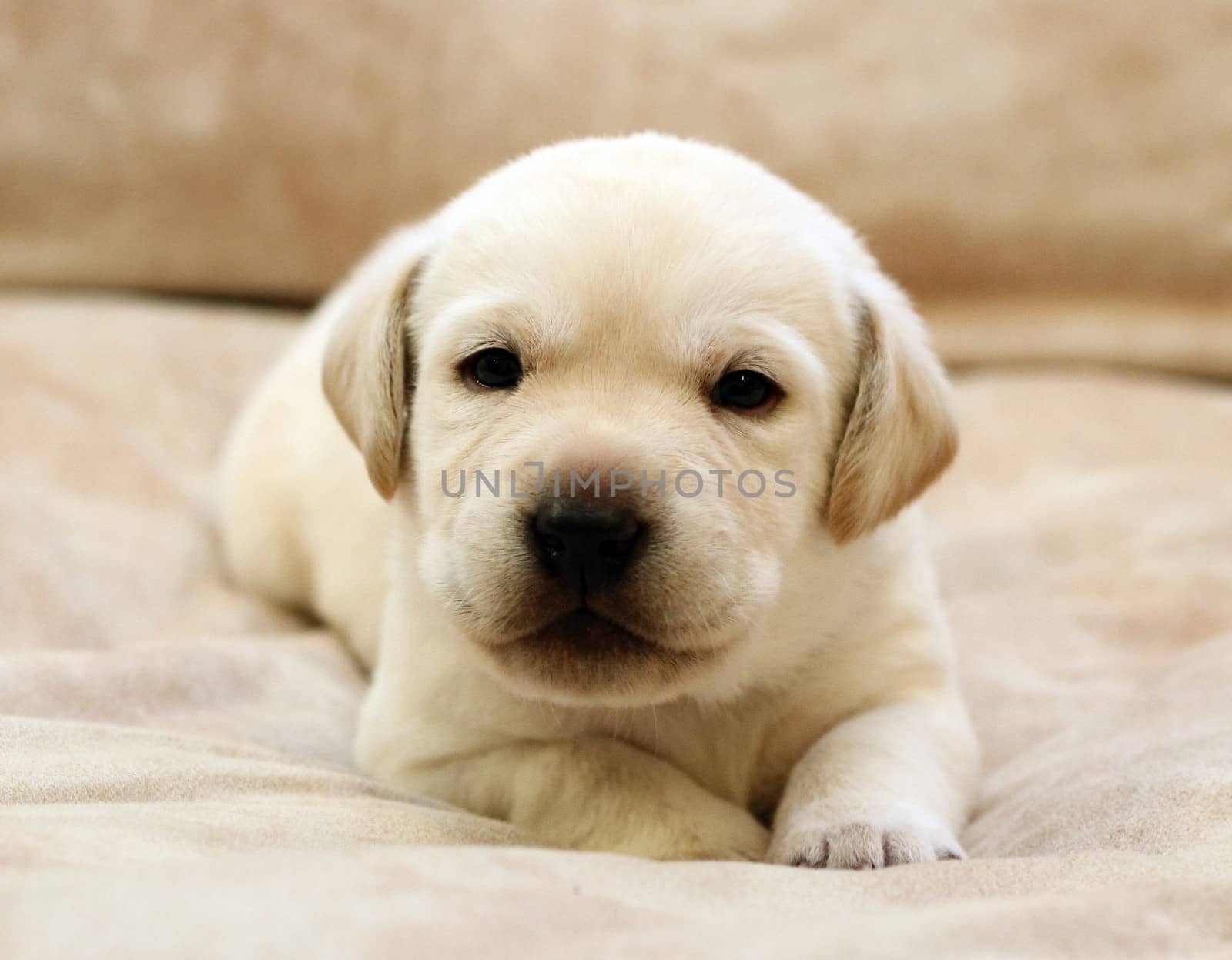 sweet yellow labrador puppy on the pale background