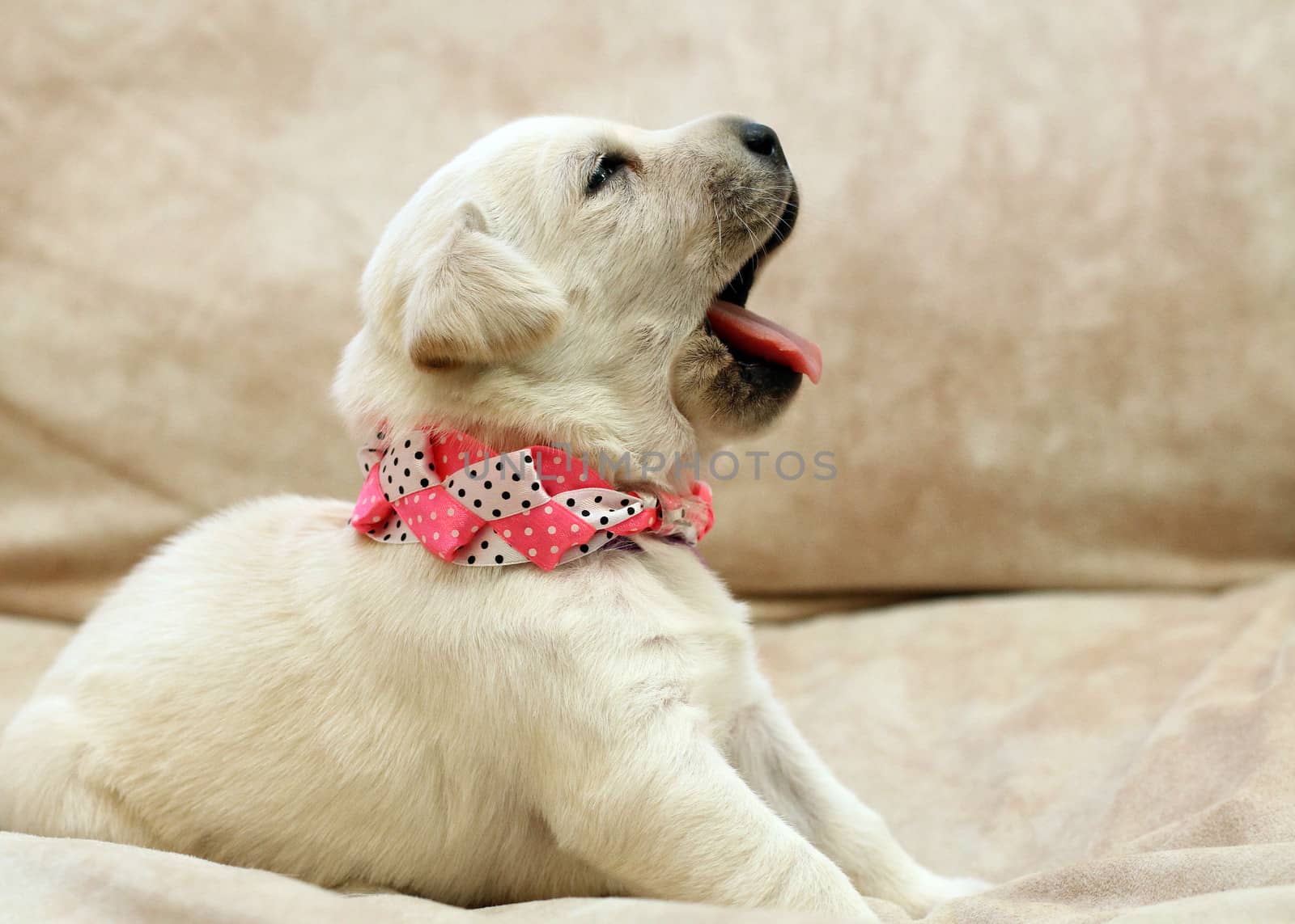 sweet yellow labrador puppy on the pale background