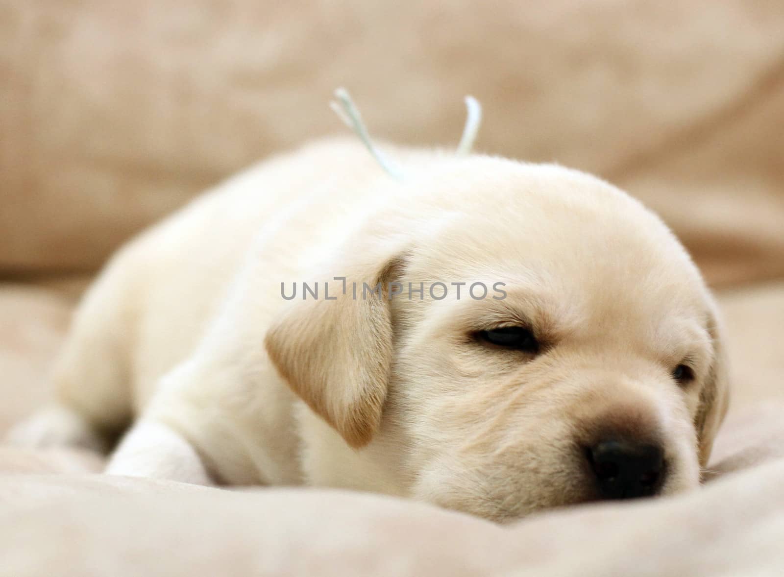 happy  little yellow labrador puppy laying on the sofa
