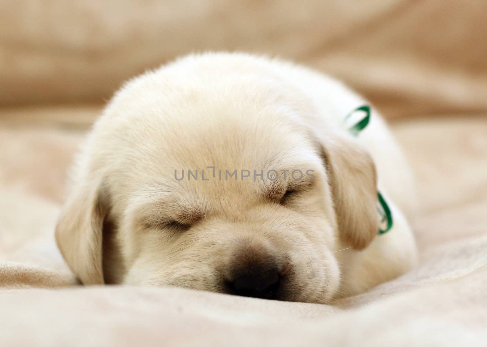 sweet yellow labrador puppy sleeping on the pale background