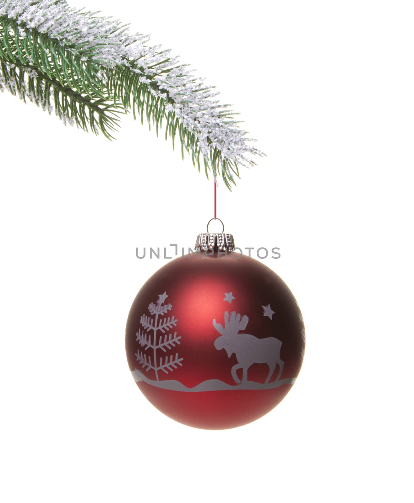 red christmas bauble hanging on fir branch isolated with white background