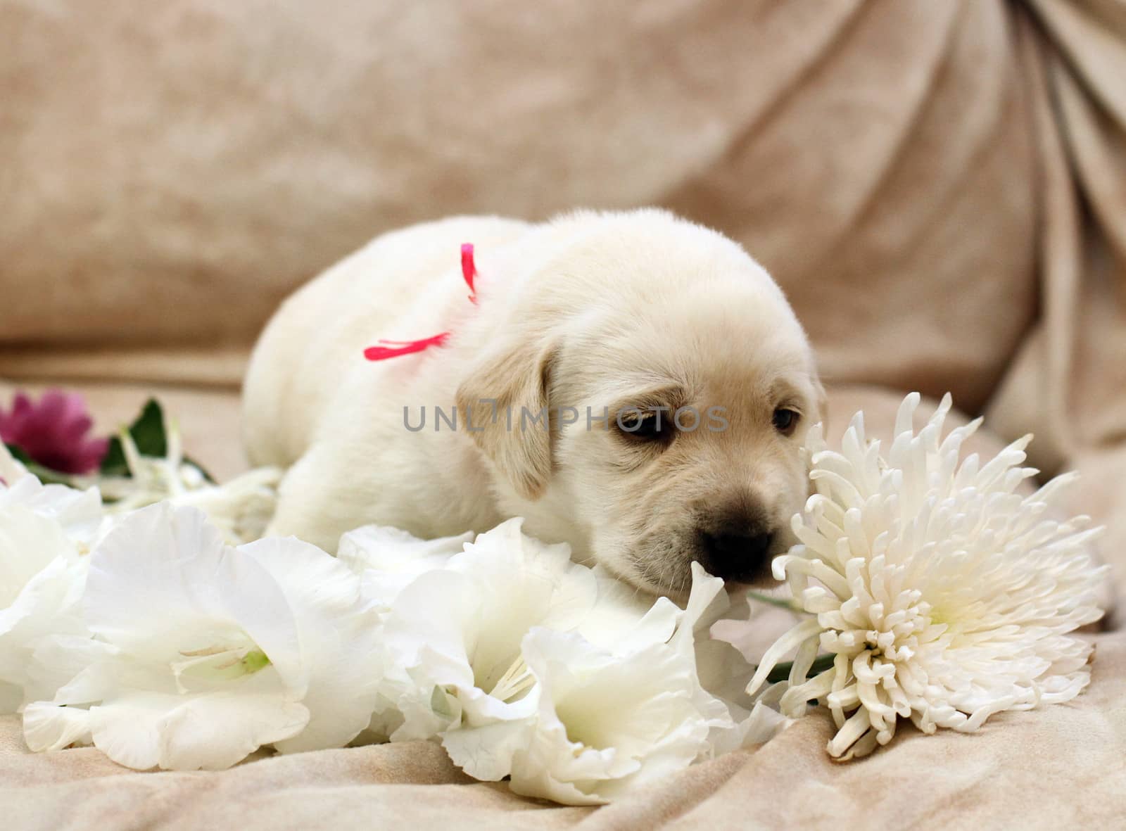 sweet yellow labrador puppy on the pale background with flowers