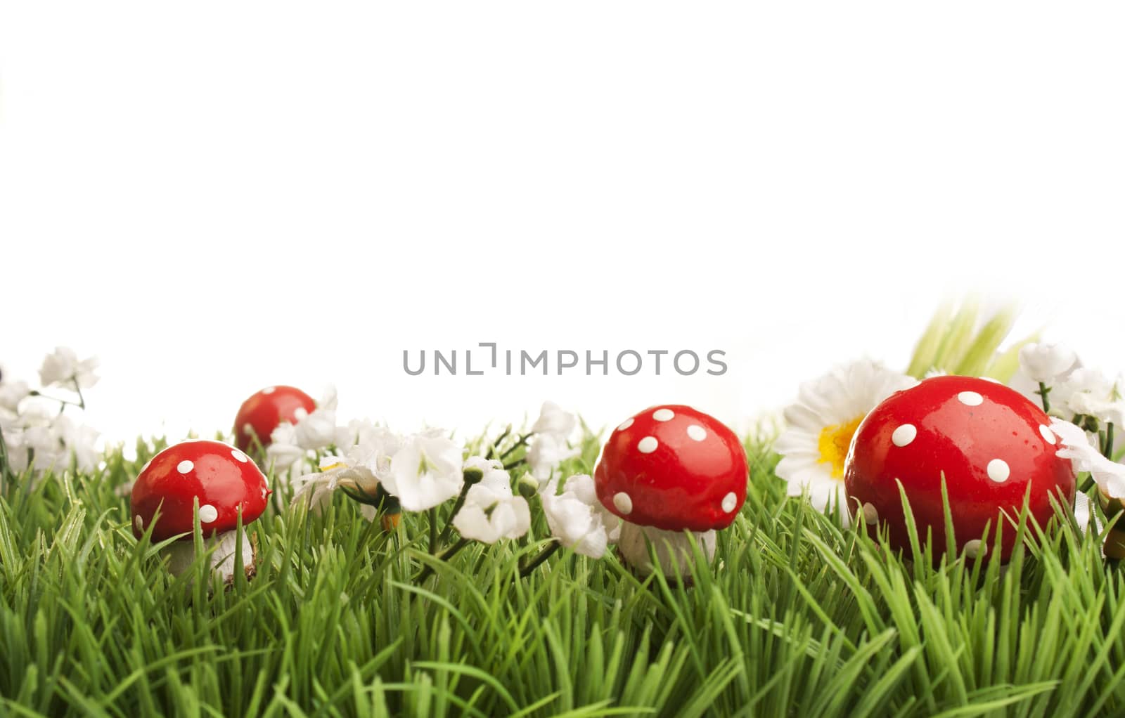 Meadow with daisies and fungus, white background