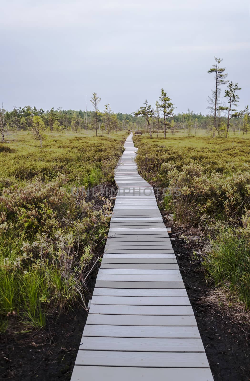 forest path in a park in Maine, Usa