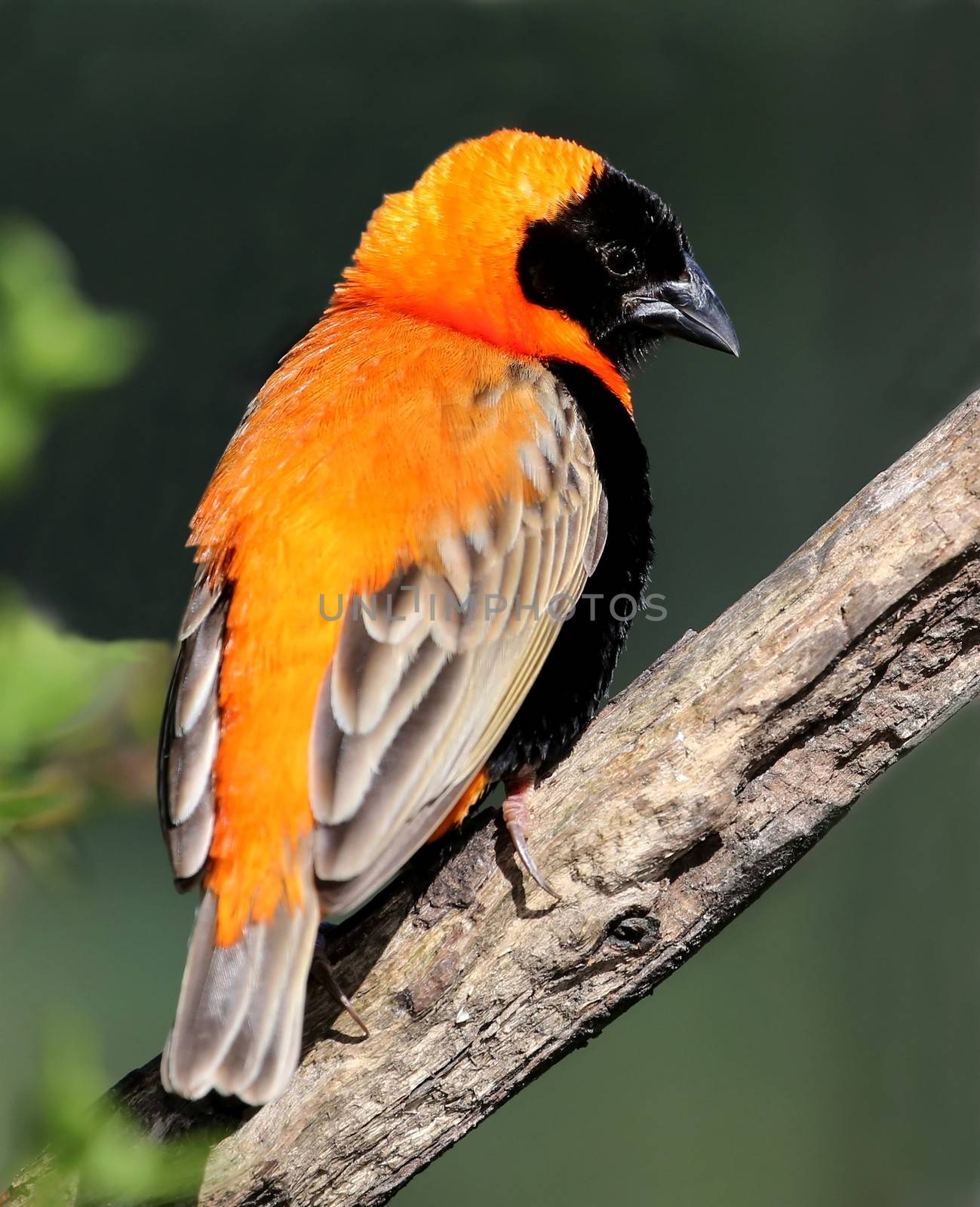 Handsome orange and black Bishop Weaver bird