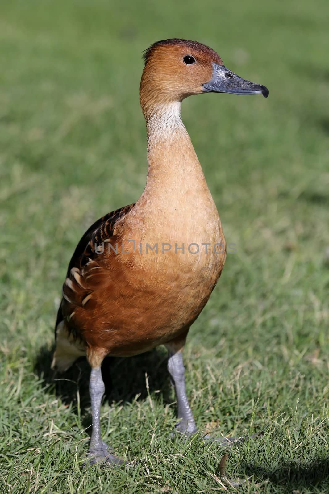 Brown duck standing on the green grass