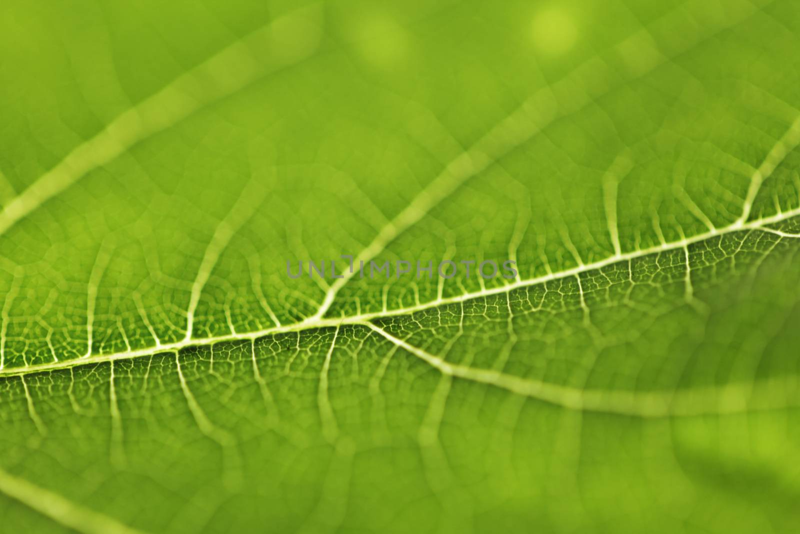 Fresh dreen leaf texture macro close-up