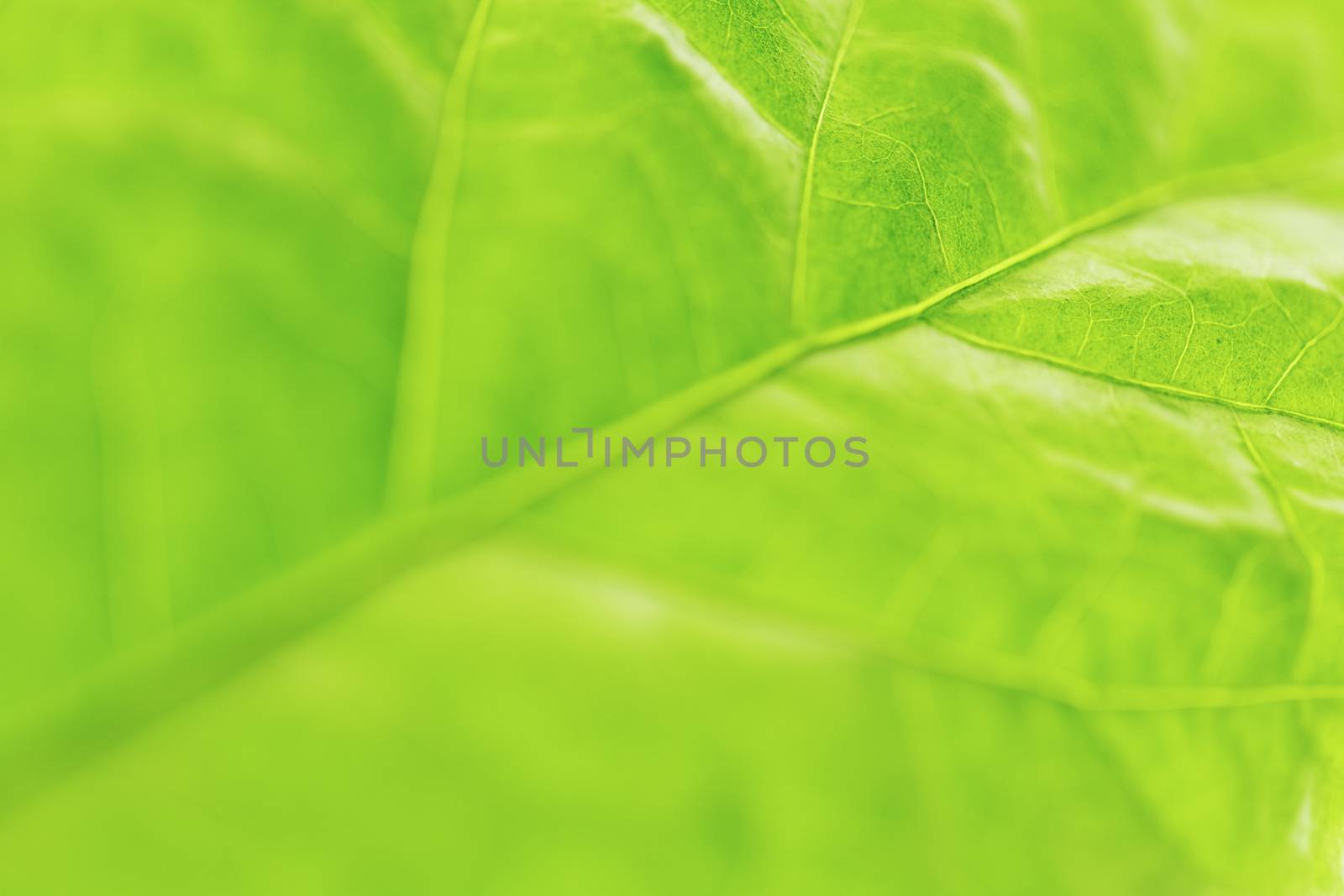 Fresh dreen leaf texture macro close-up