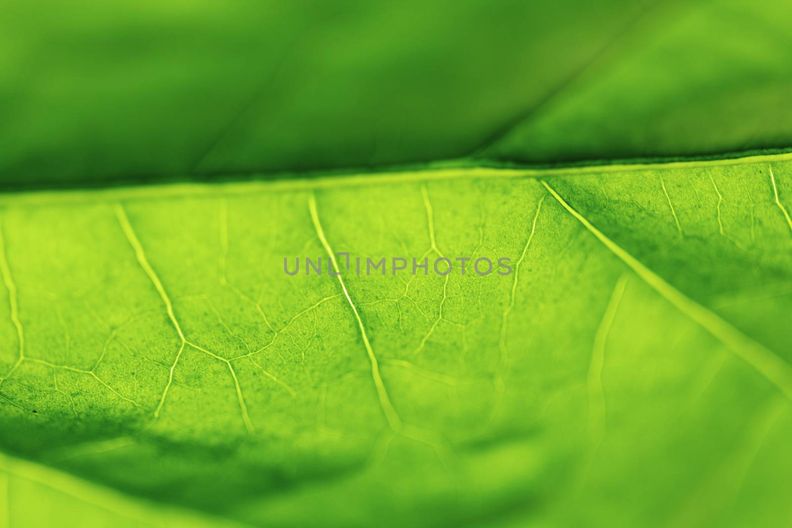 Fresh dreen leaf texture macro close-up