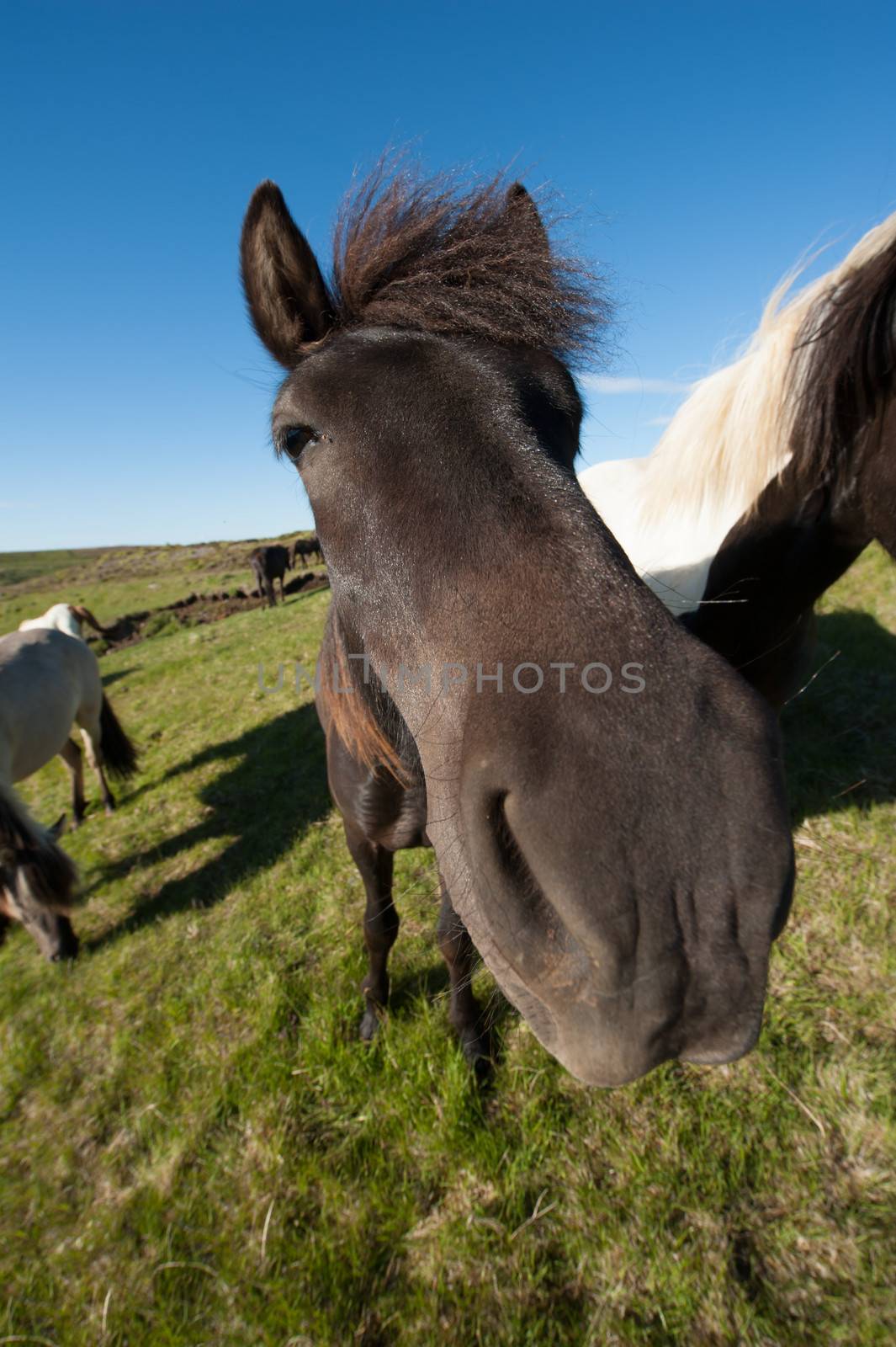 Icelandic horses are rather small and very beautiful. The breed was developed in Iceland and once exported outside the country animals cannot return 