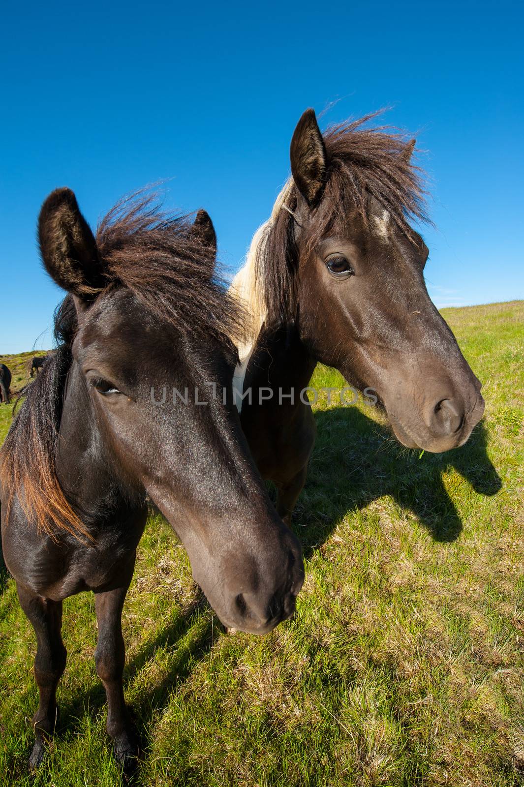 Icelandic horses are rather small and very beautiful. The breed was developed in Iceland and once exported outside the country animals cannot return 