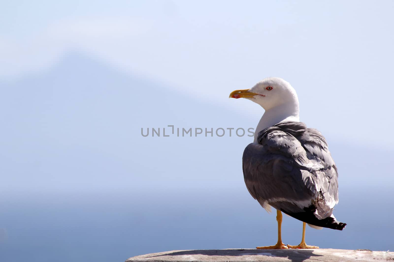 The Yellow-legged Gull (Larus michahellis), in Natural Park of Penon de Ifach situated in Calp, Spain.