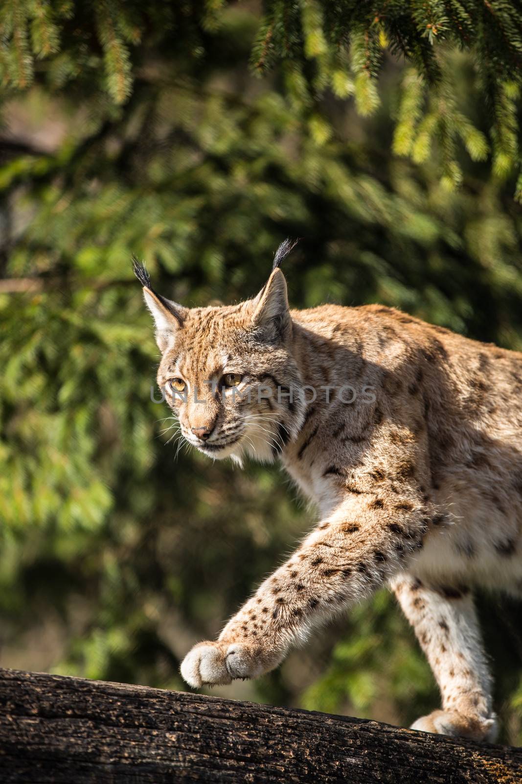 Eurasian Lynx (Lynx lynx) by viktor_cap