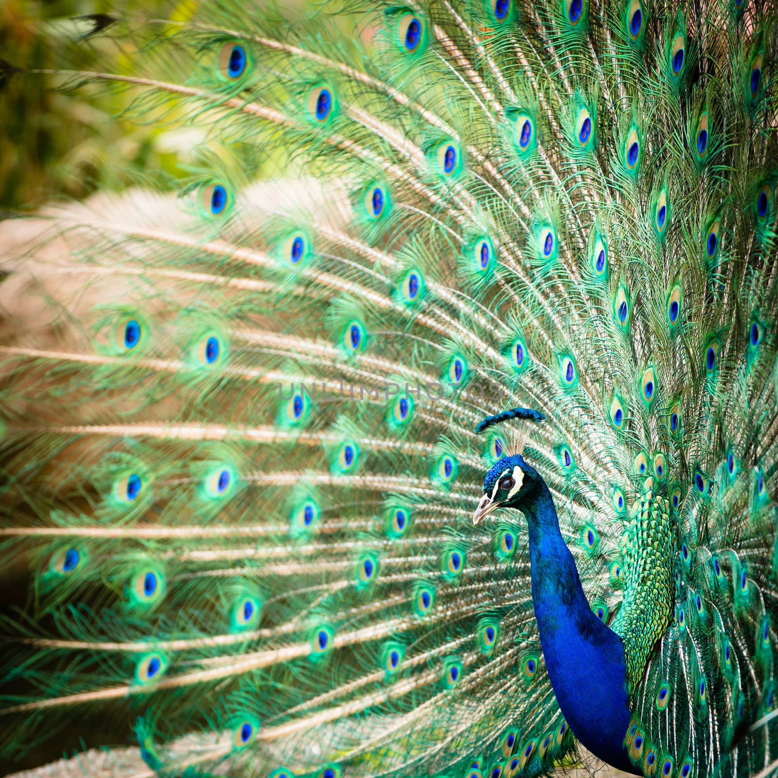 Splendid peacock with feathers out by viktor_cap