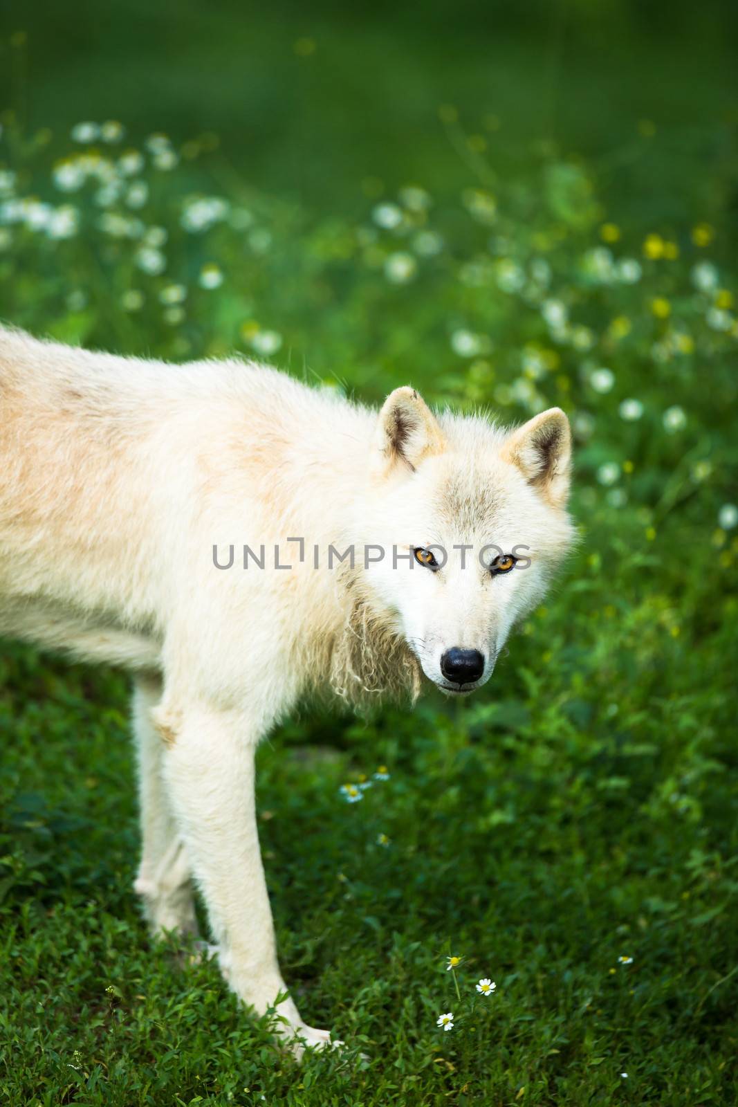 Arctic Wolf (Canis lupus arctos) aka Polar Wolf or White Wolf by viktor_cap
