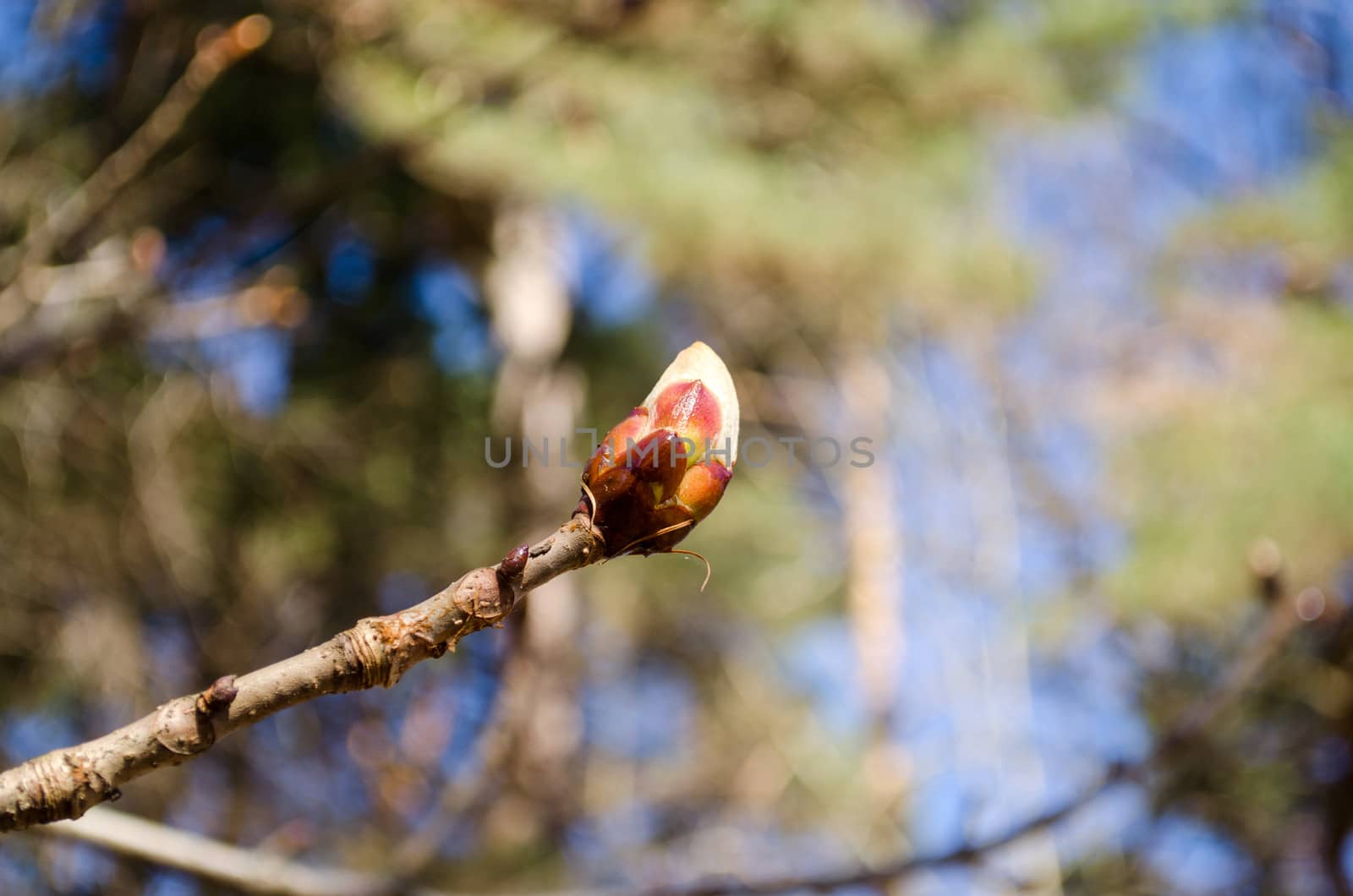 conker tree horse chestnut aesculus hippocastanum bud in early spring.