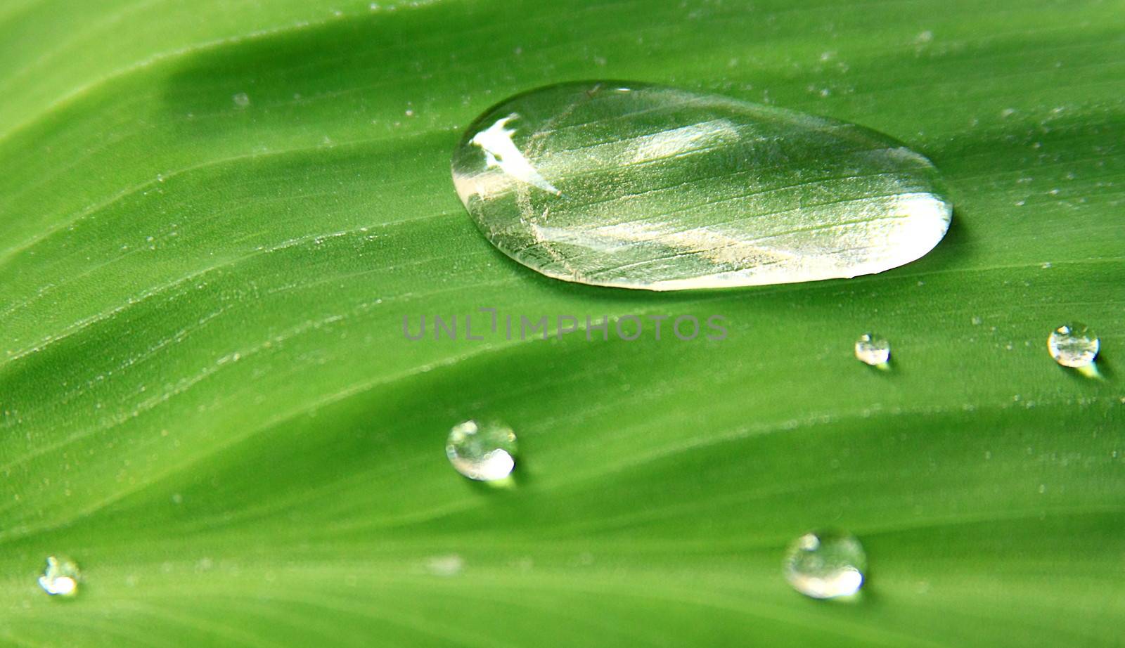 drop of water on a green leaf