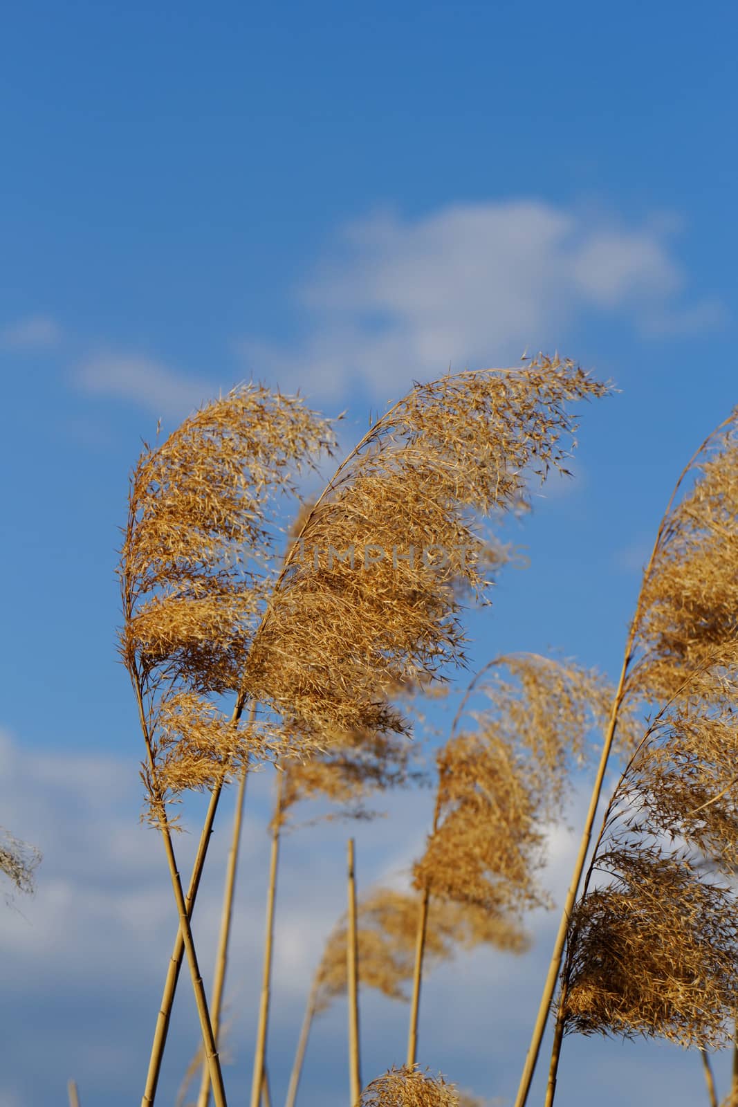 Reed in cloudy bright weather, the wind