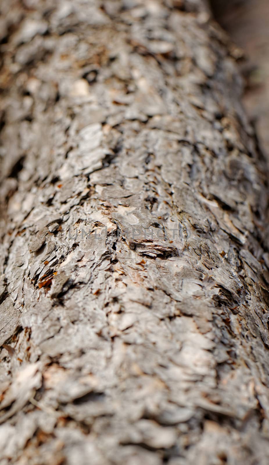 bark of pine tree