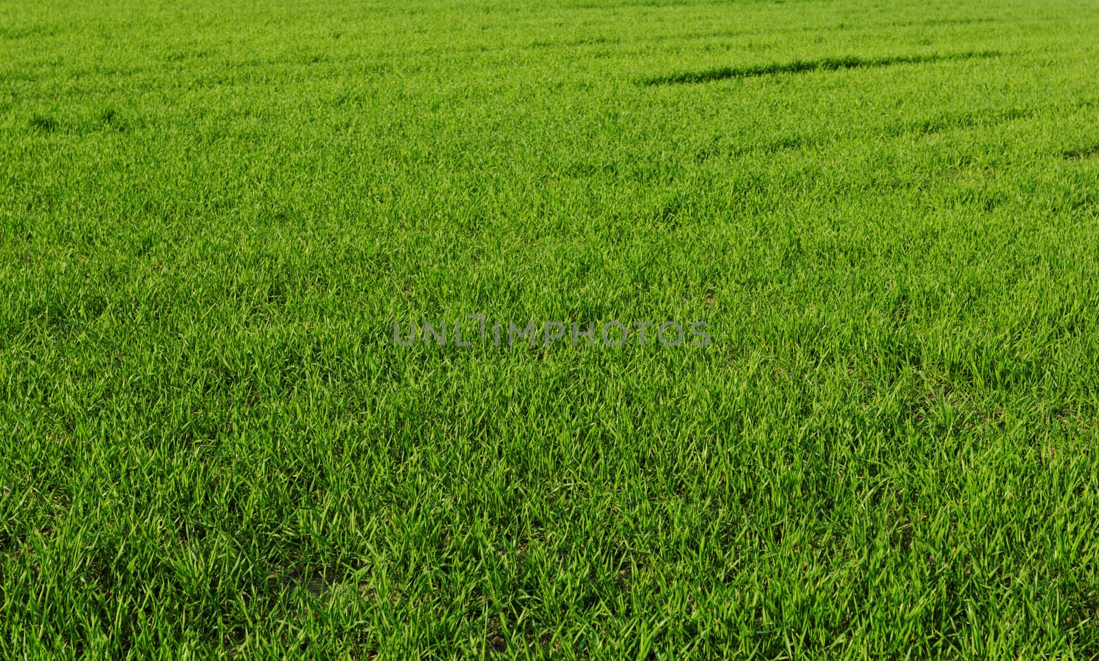 green wheat field 