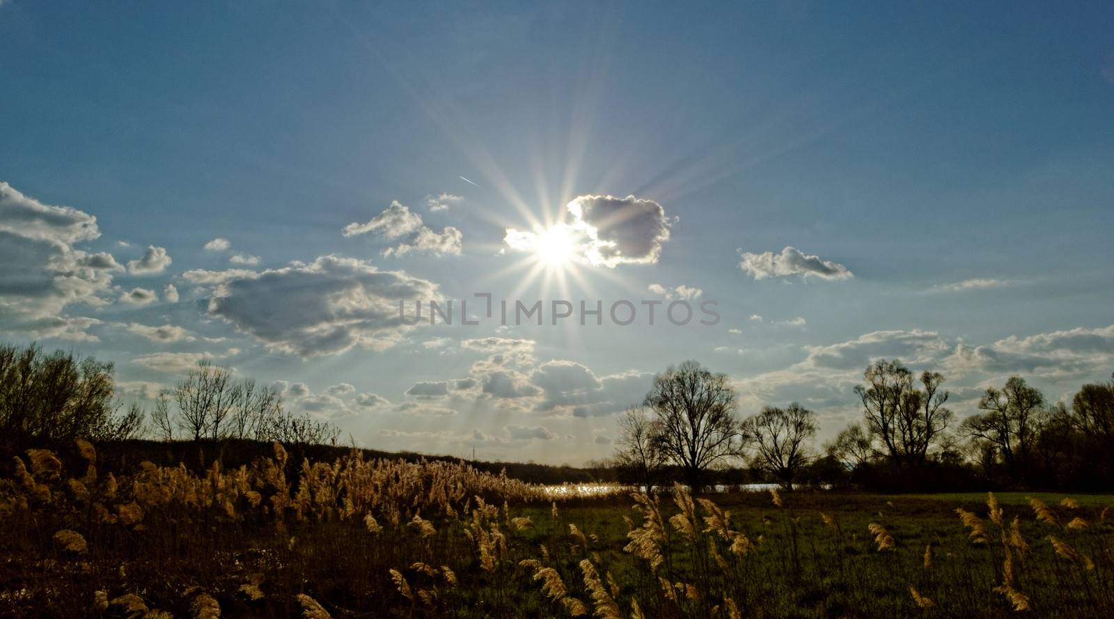 Reed in cloudy bright weather, the wind