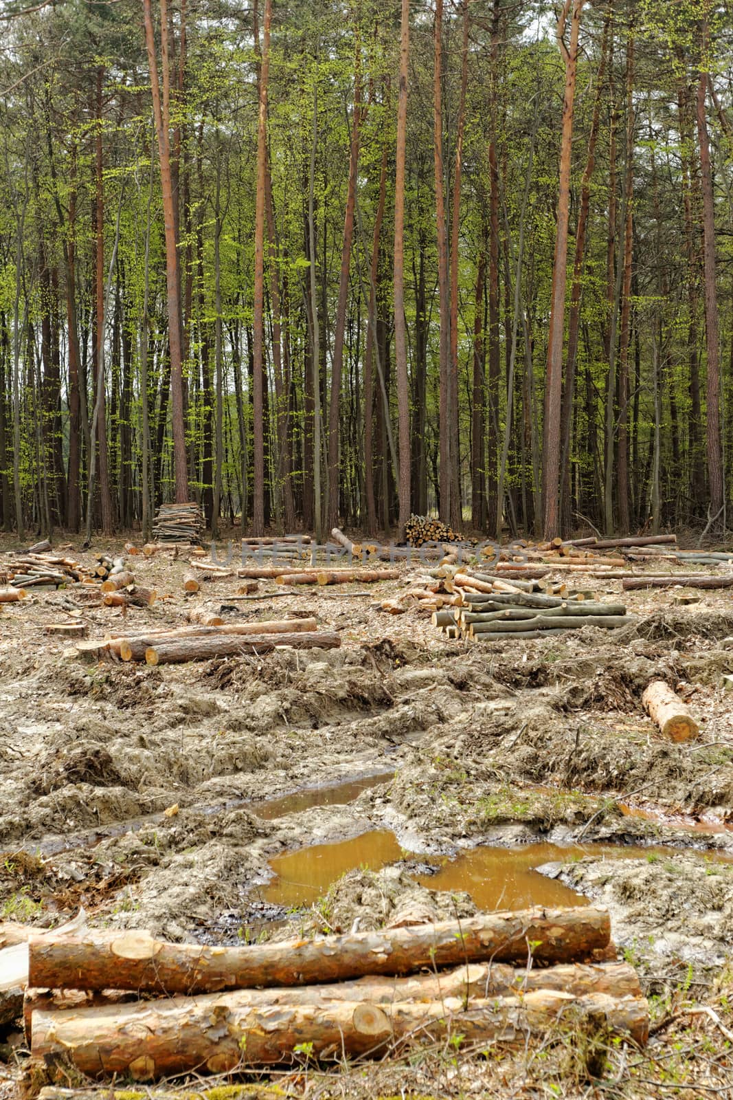 industrial deforestation and logging