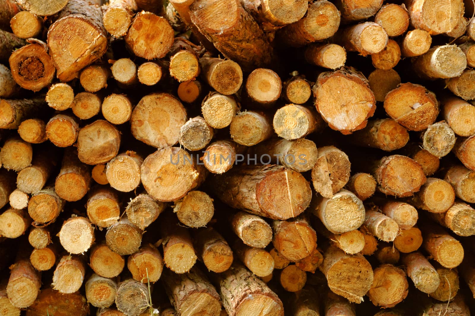 Wood stack by NagyDodo