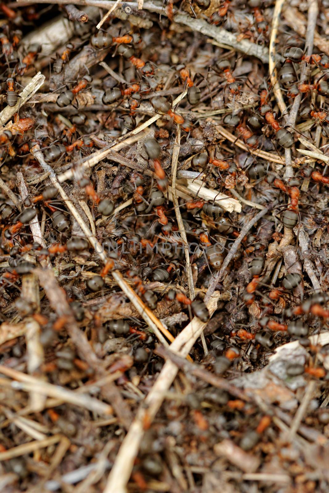 ants and ant hill