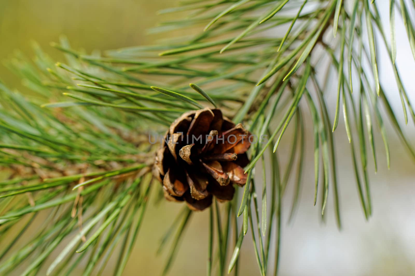 cone on pine branch by NagyDodo