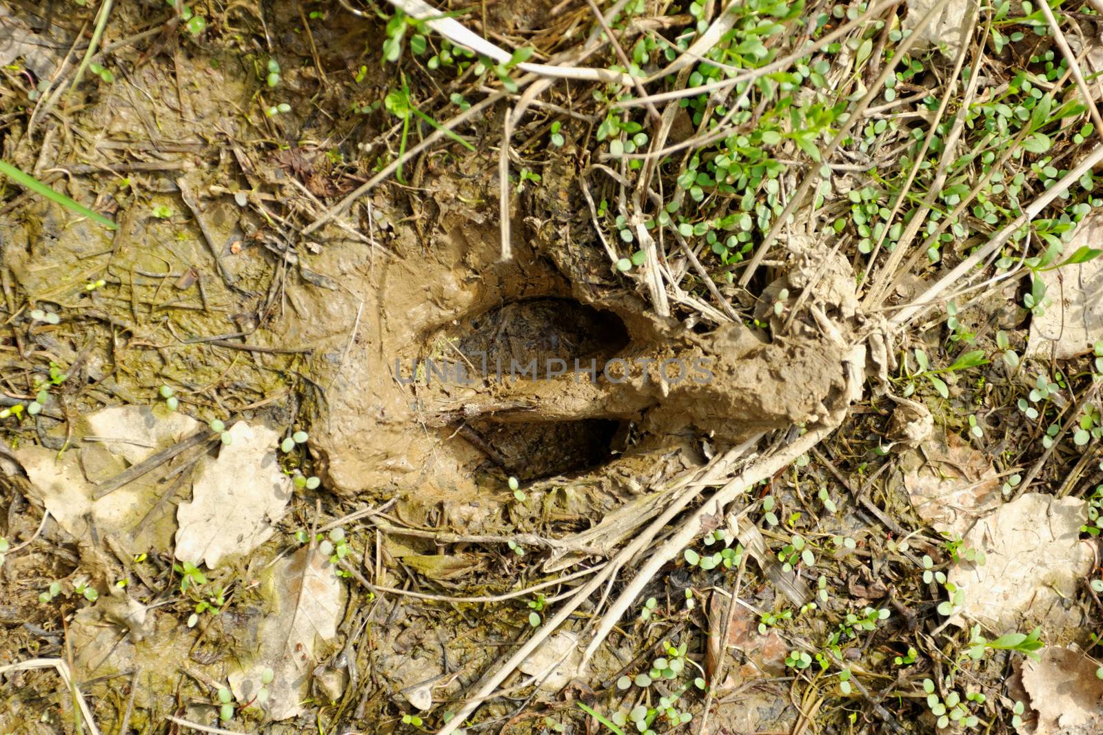 wild boar footprints in the mud