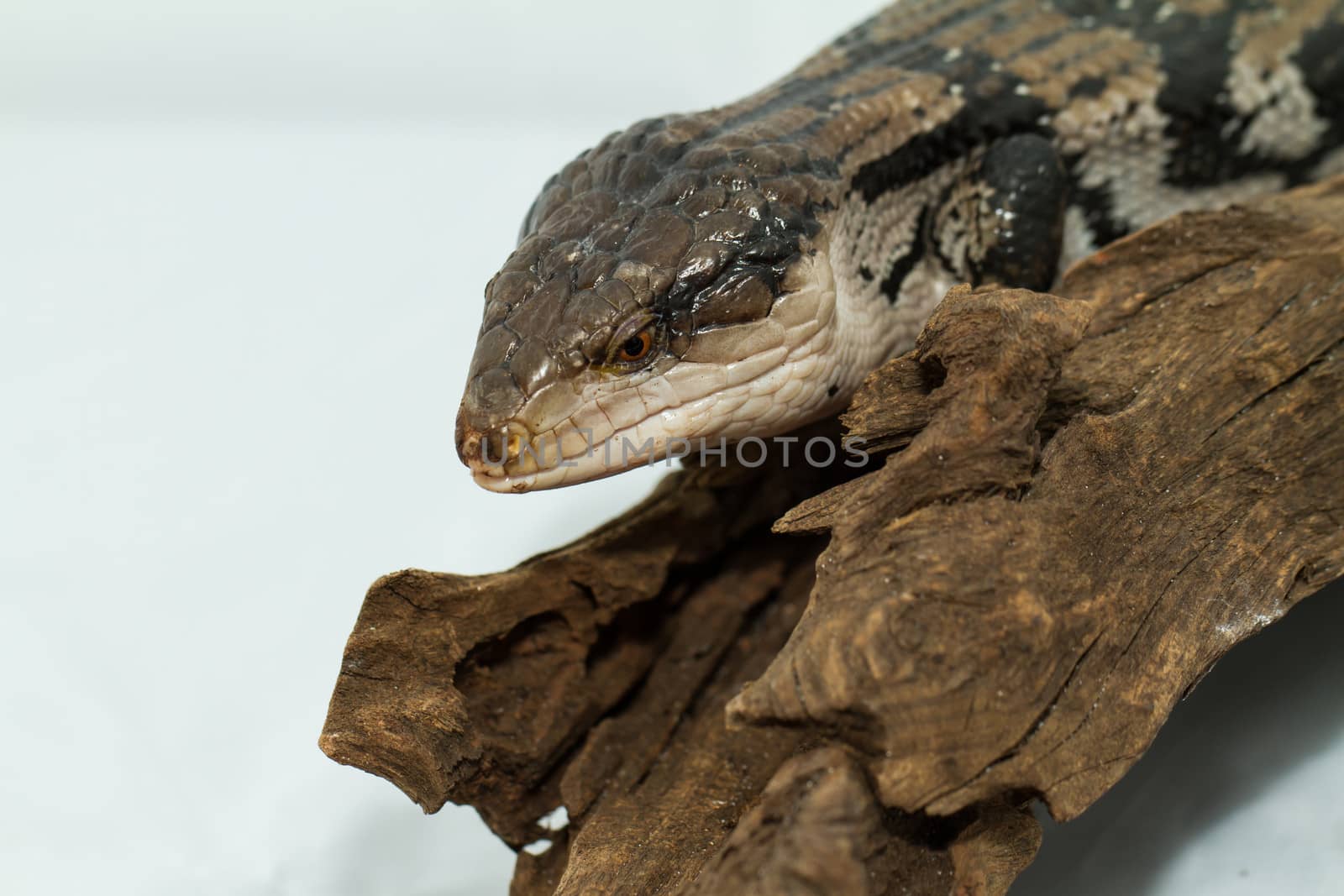 Blue tongued skink on white background (Tiliqua scincoides scincoides)