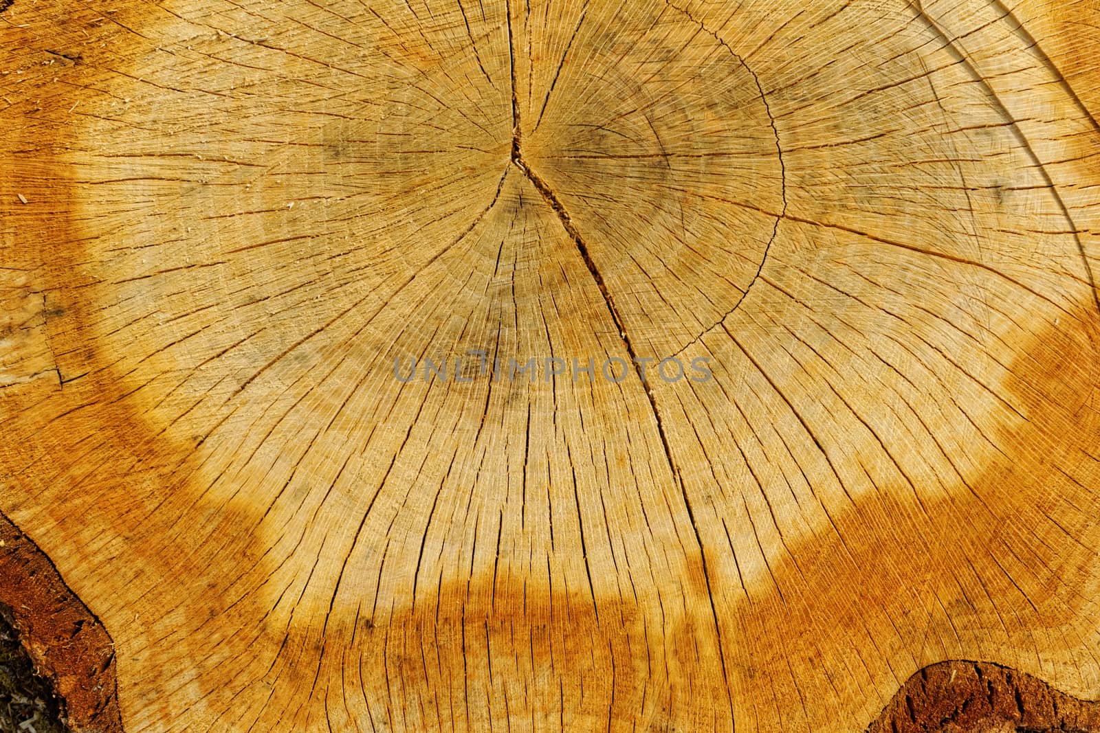 cut out tree trunk  by NagyDodo