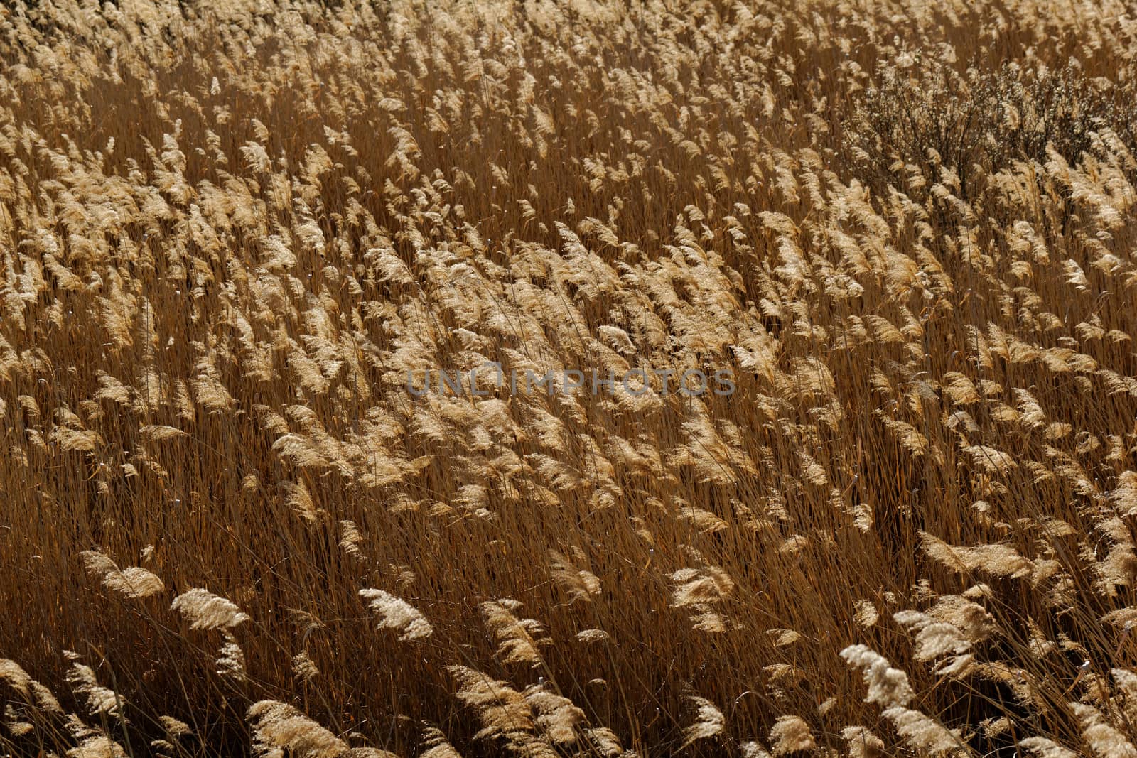 golden reed field with sunlight