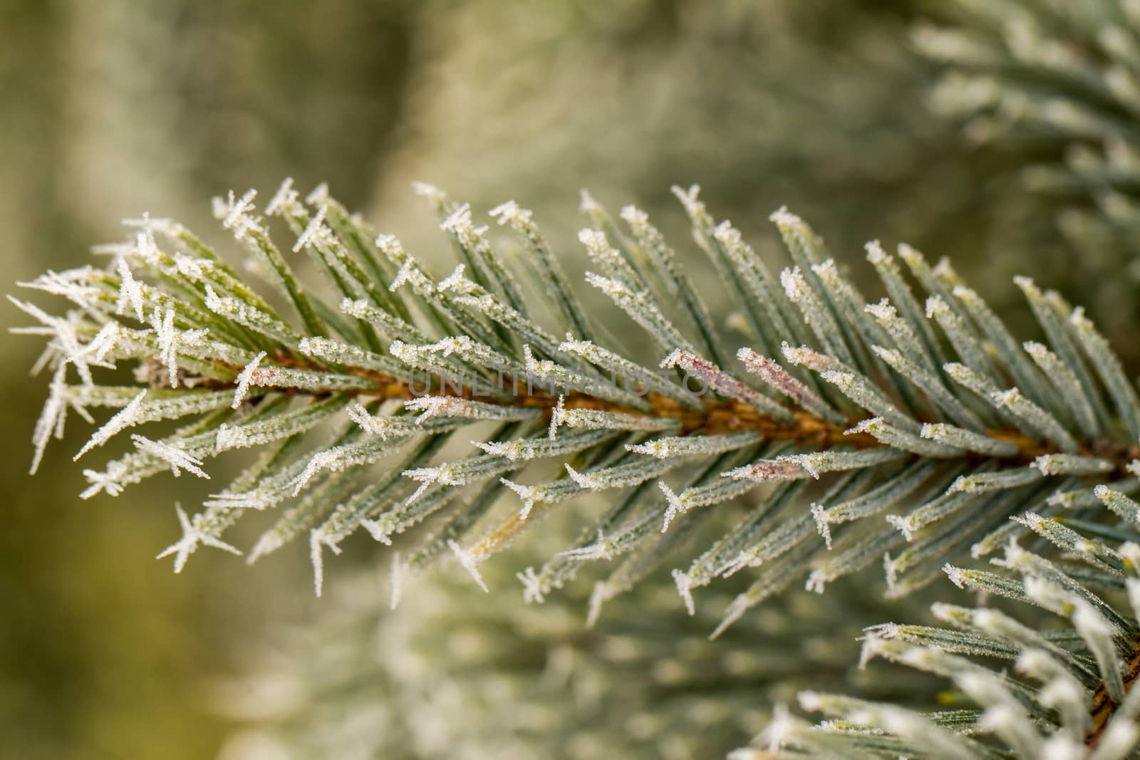 rime or hoarfrost on a silver pine branch