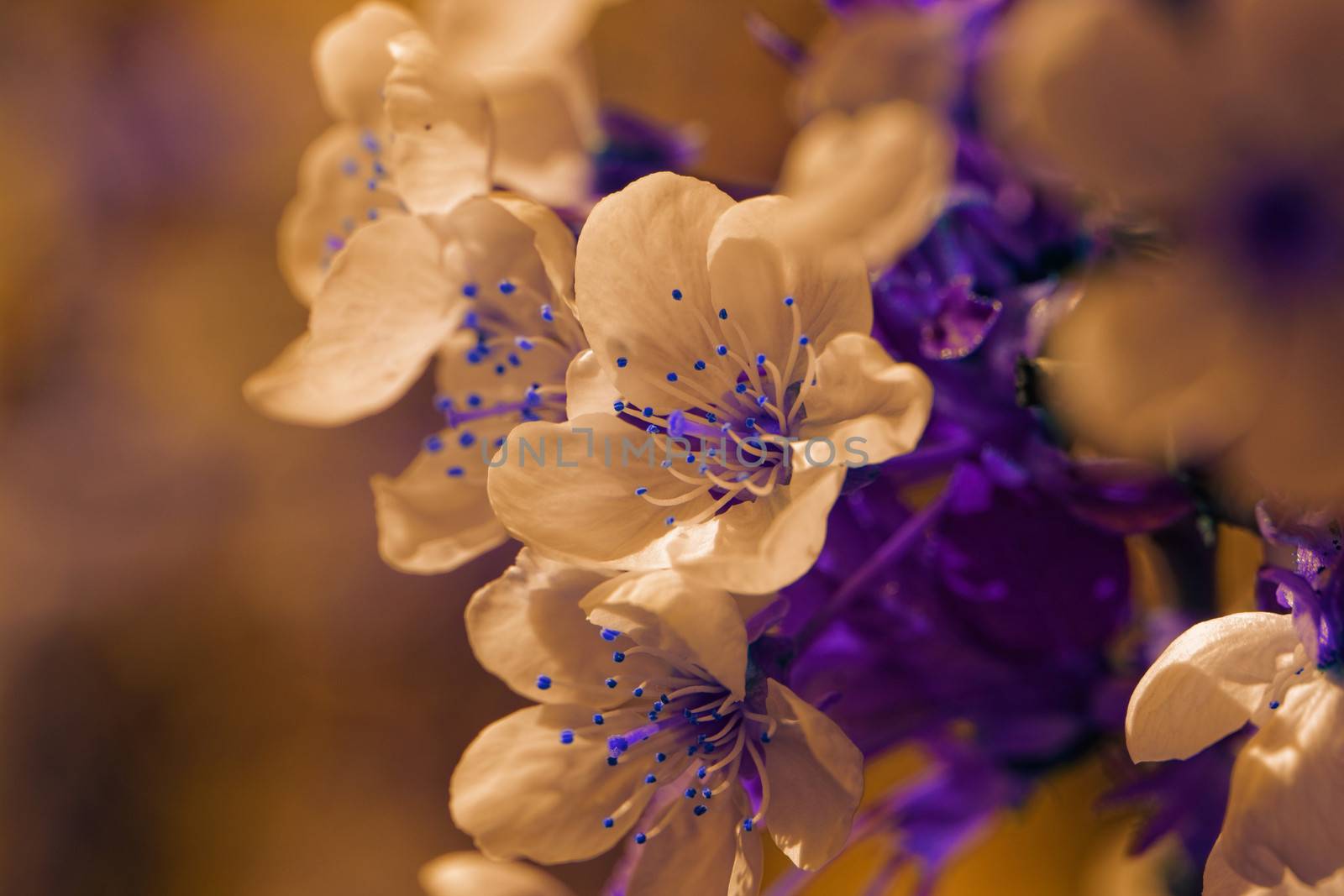 blossom cherry tree with color filter