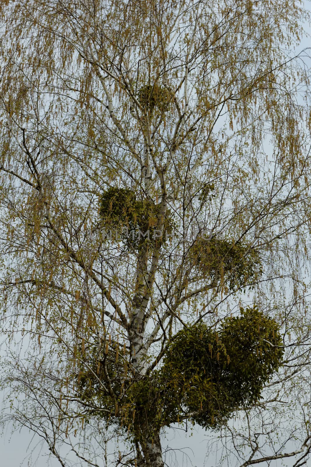 mistletoe on the tree by NagyDodo