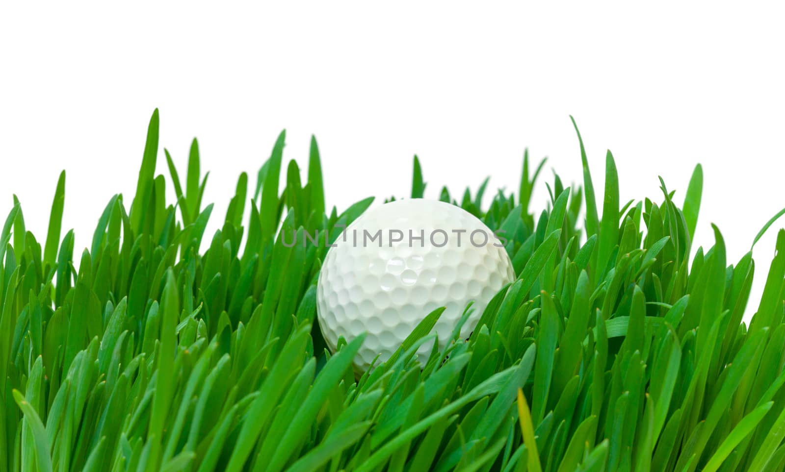 White golf ball in the long grass, closeup on white background