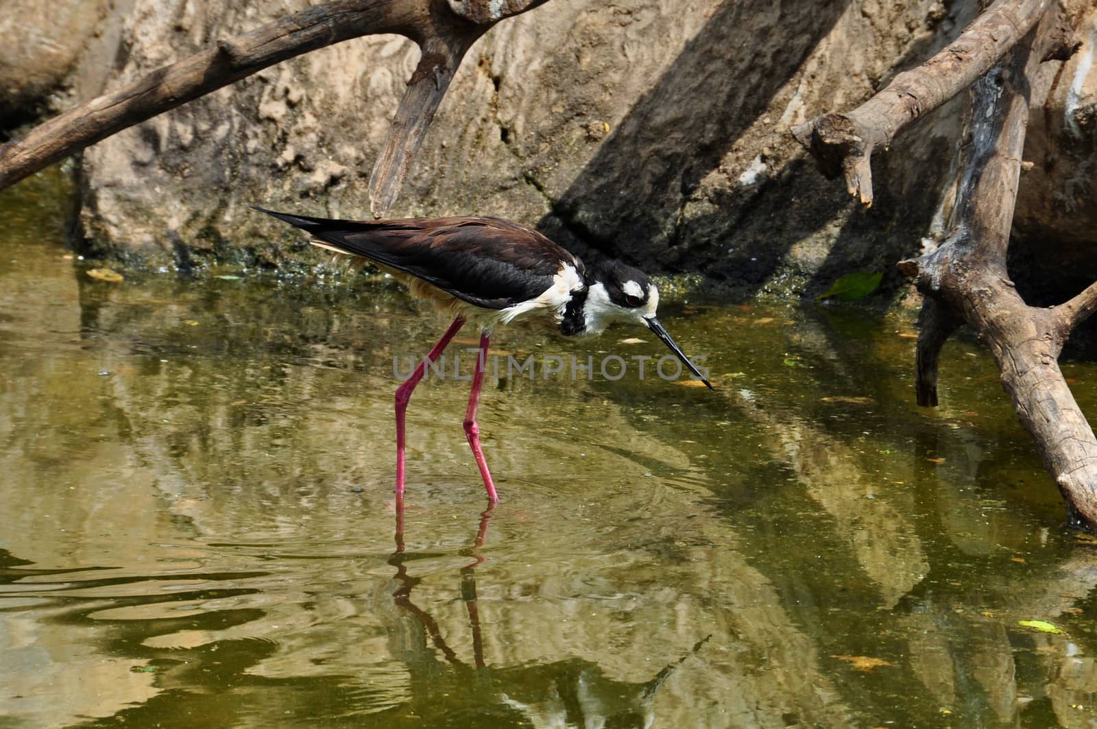 Black-necked stilt shorebird picking for small invertebrates in shallow water.