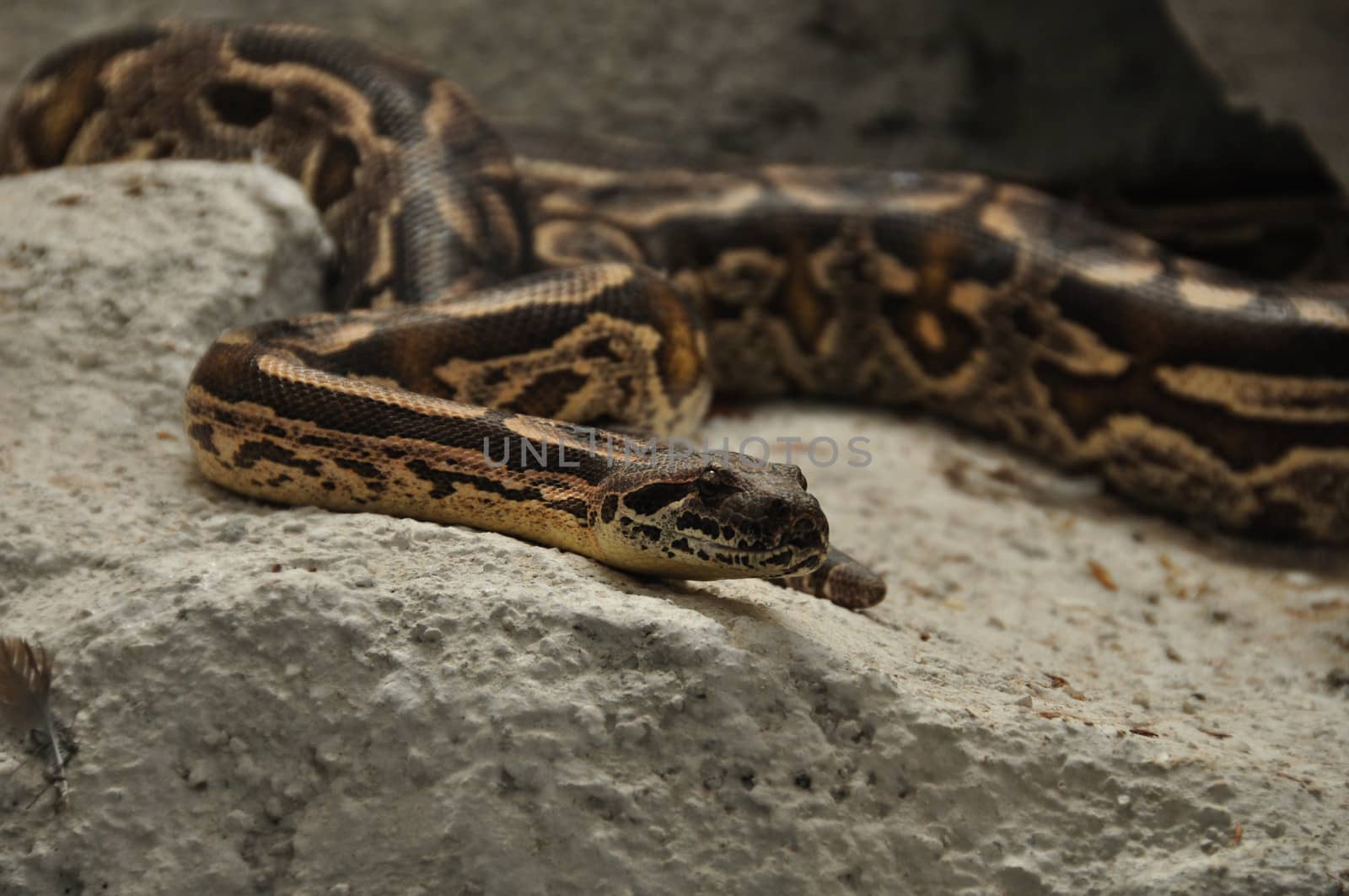 Boa dumerili crawling on rocks, non venomous snake.