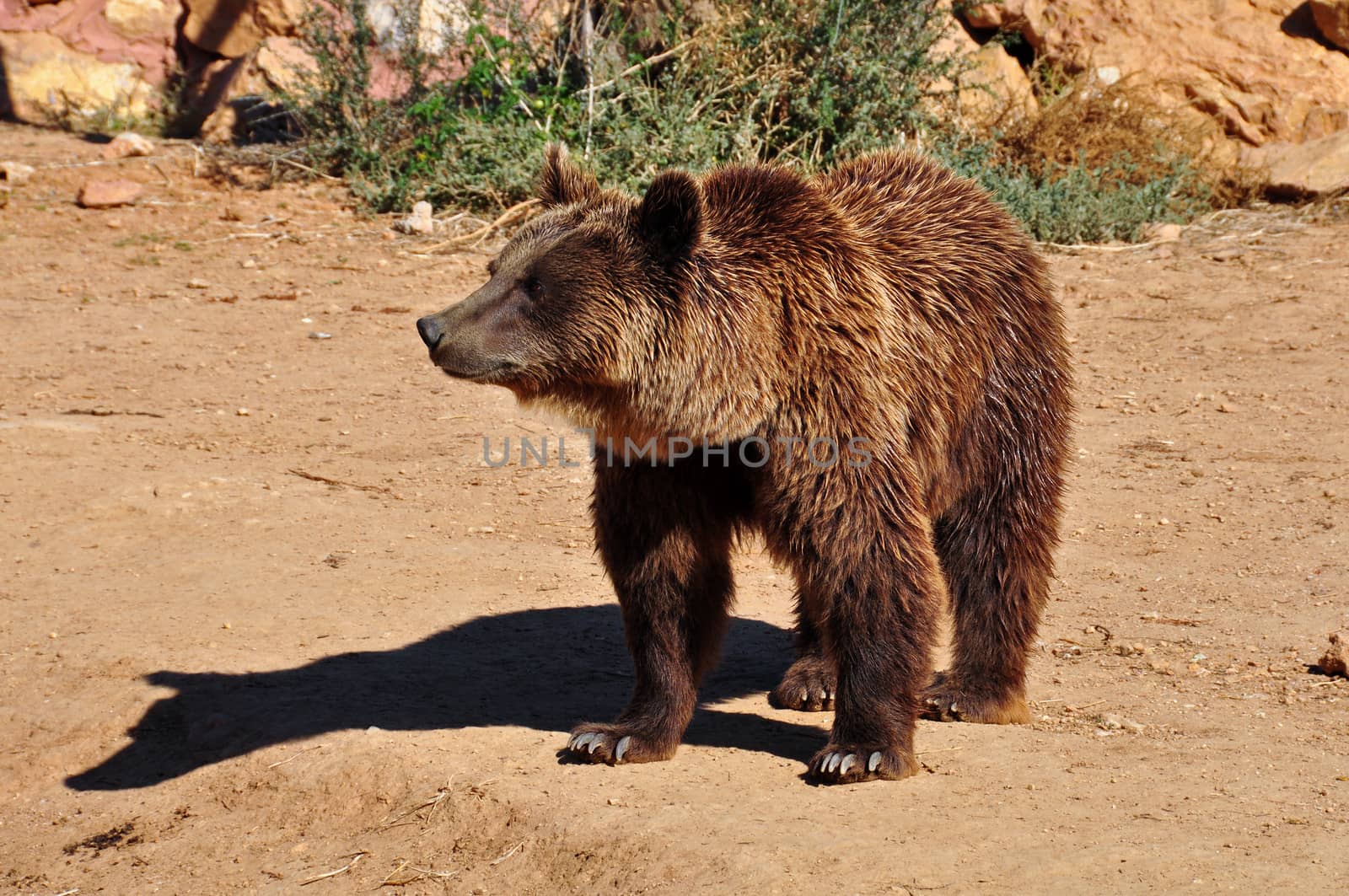 Brown bear. Wild mammal animal in natural environment.