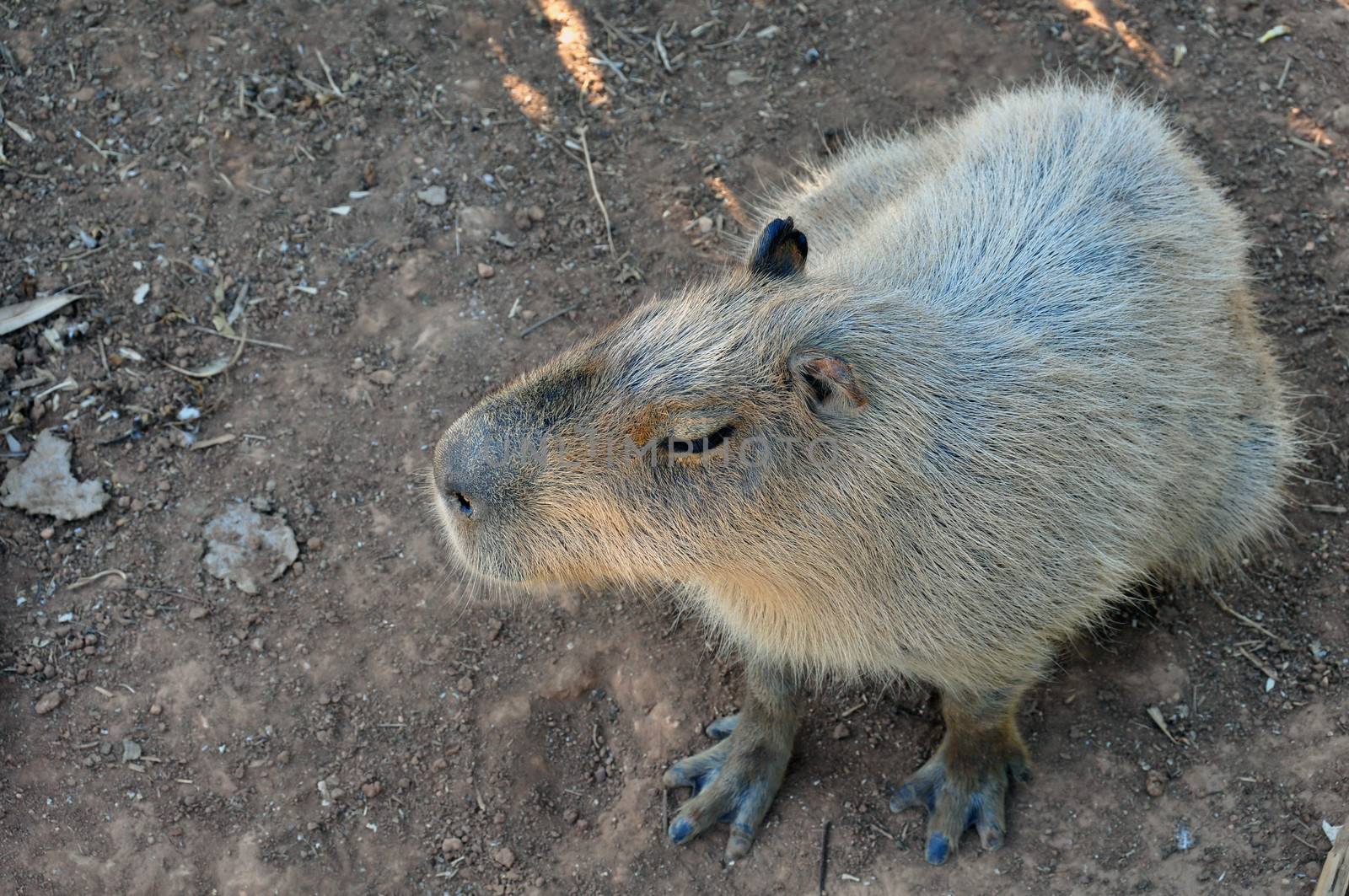 Closeup of capybara animal the largest rodent in the world.