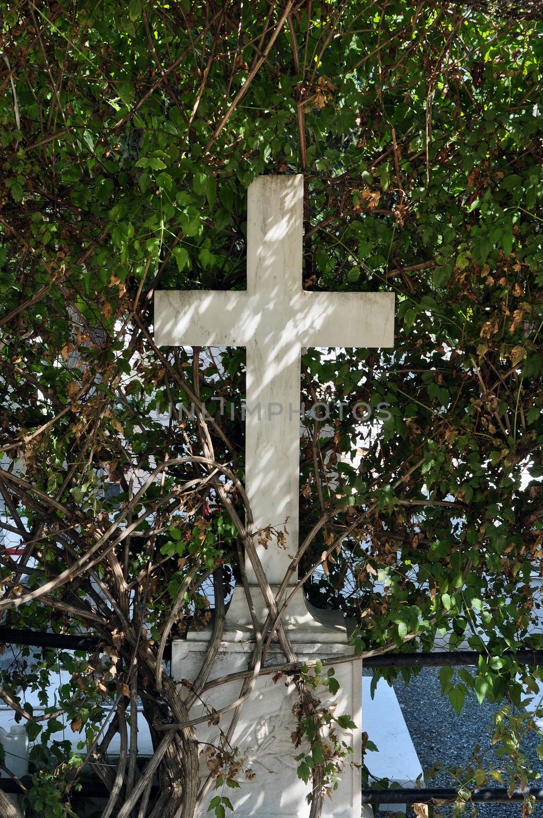 Marble cross old tombstone and sunlight through overgrown plant branches.