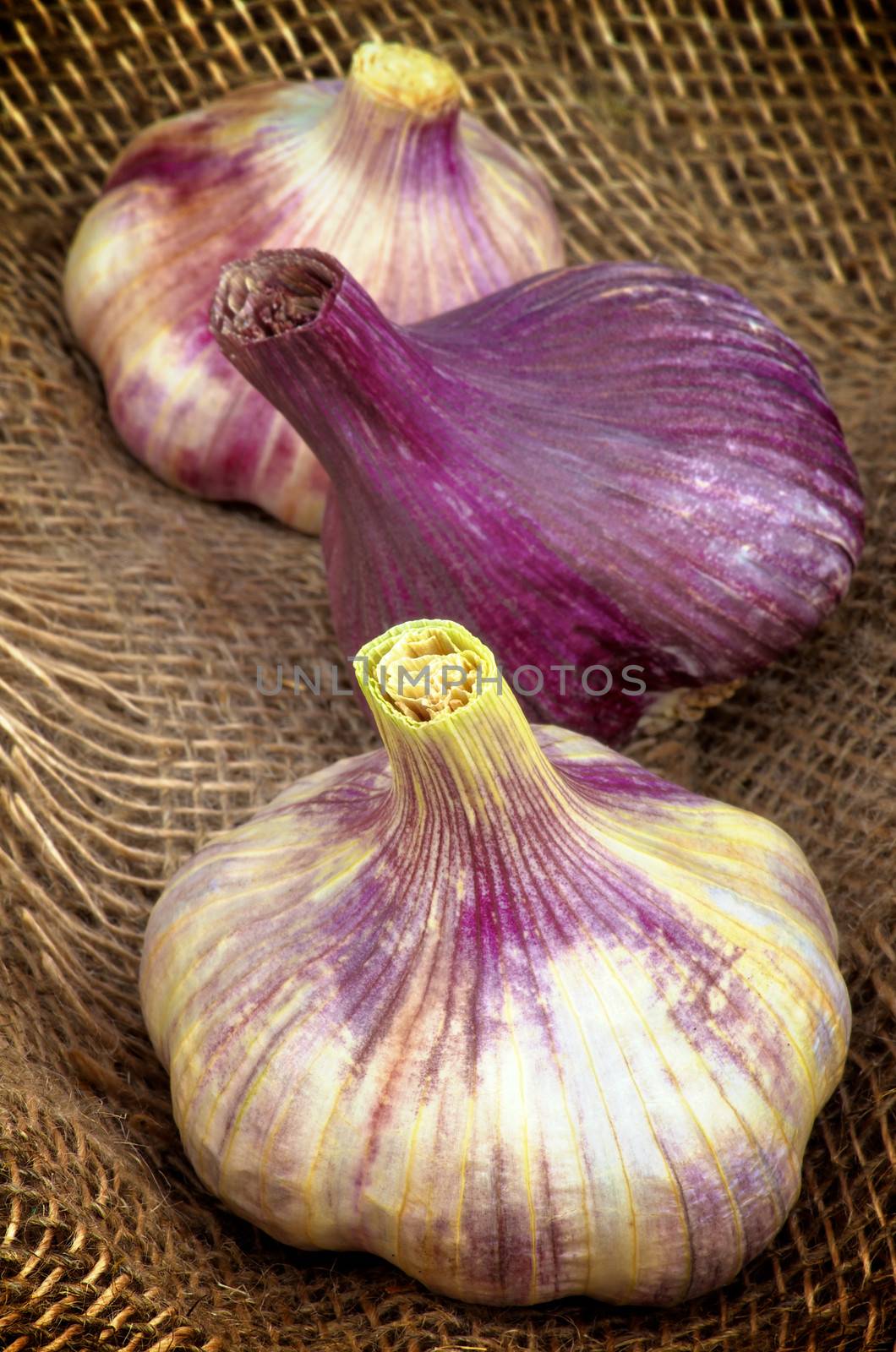 Three Perfect Pink Garlic closeup on Burlap background