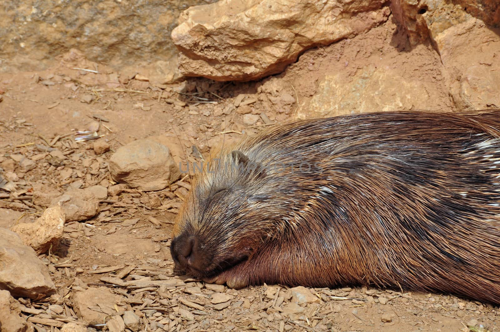 Indian crested porcupine resting on a hot sunny day. Sleeping animal.