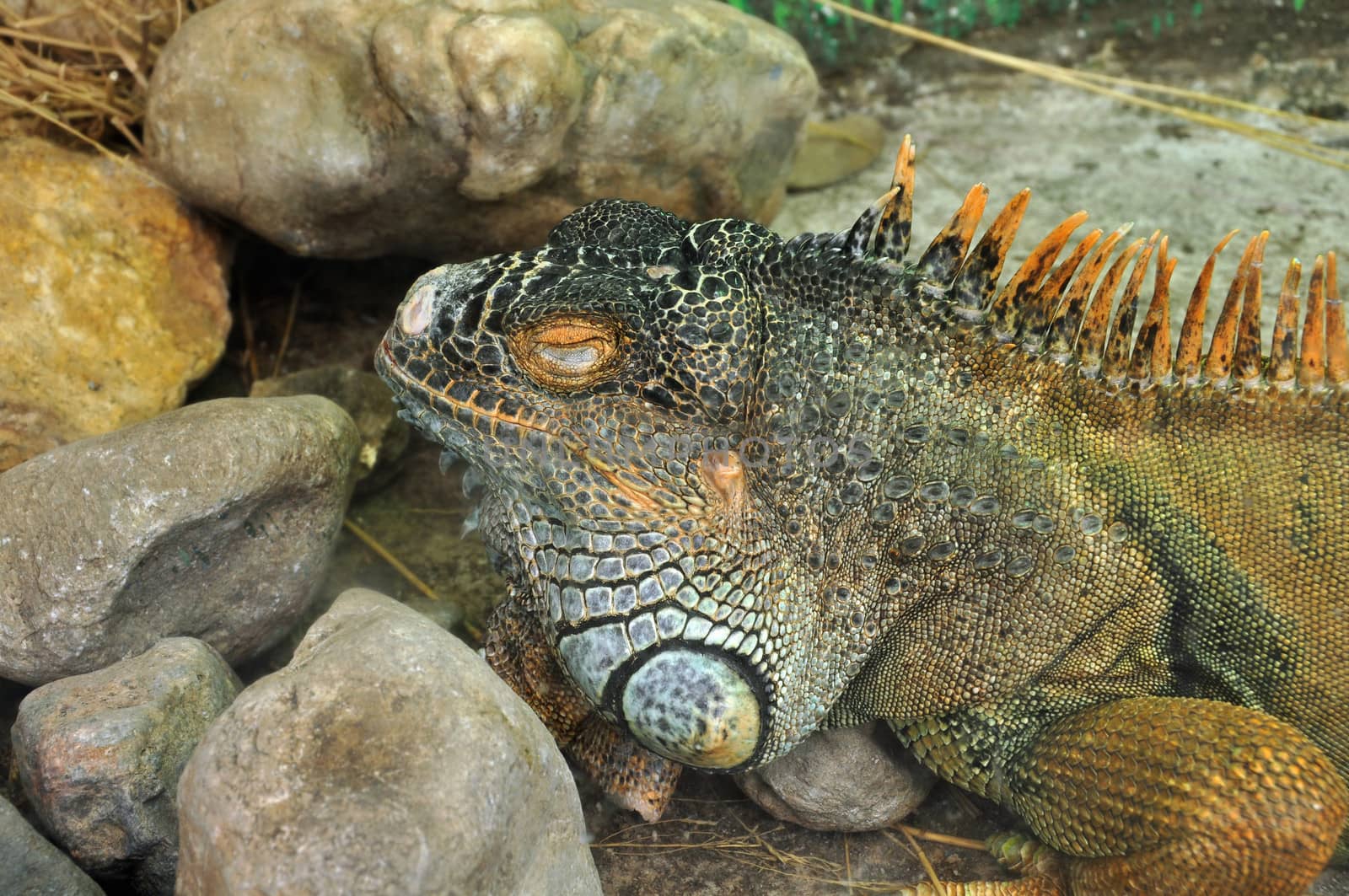 Green iguana reptile closeup. Exotic animal closeup.