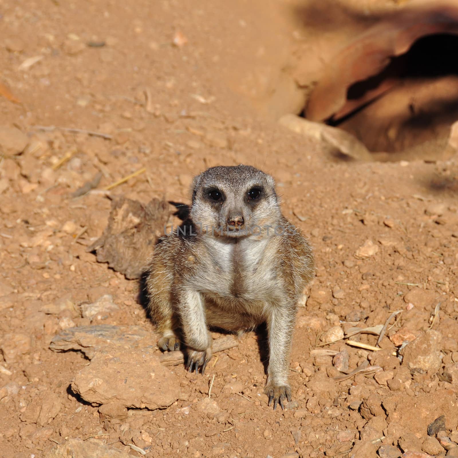 Closeup of meerkat small suricate funny animal.