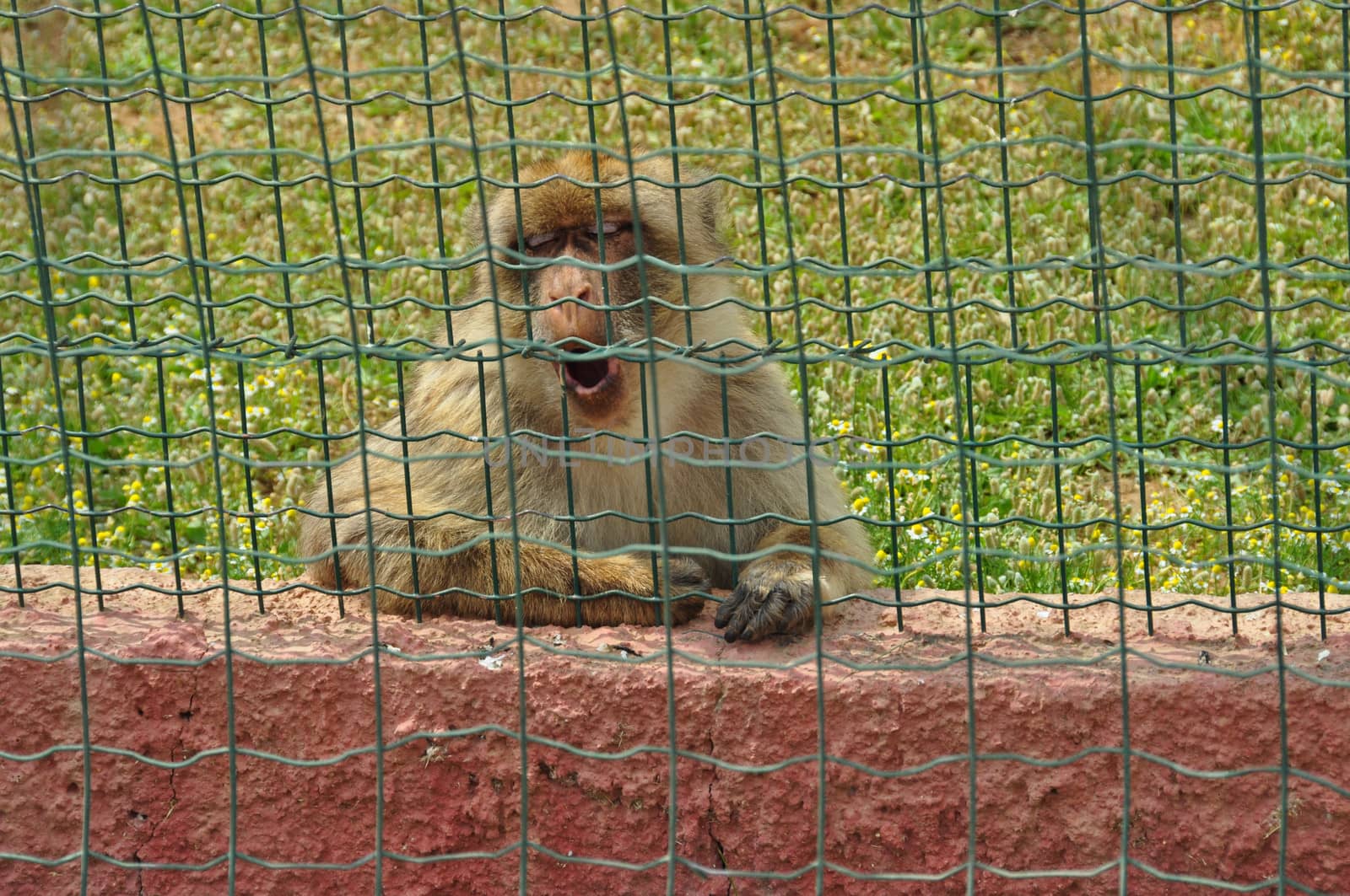 Macaque monkey in captivity. Wild animal at the zoo.