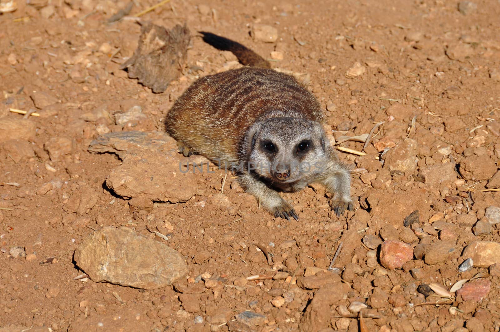 Meerkat suricate closeup of small mammal animal.