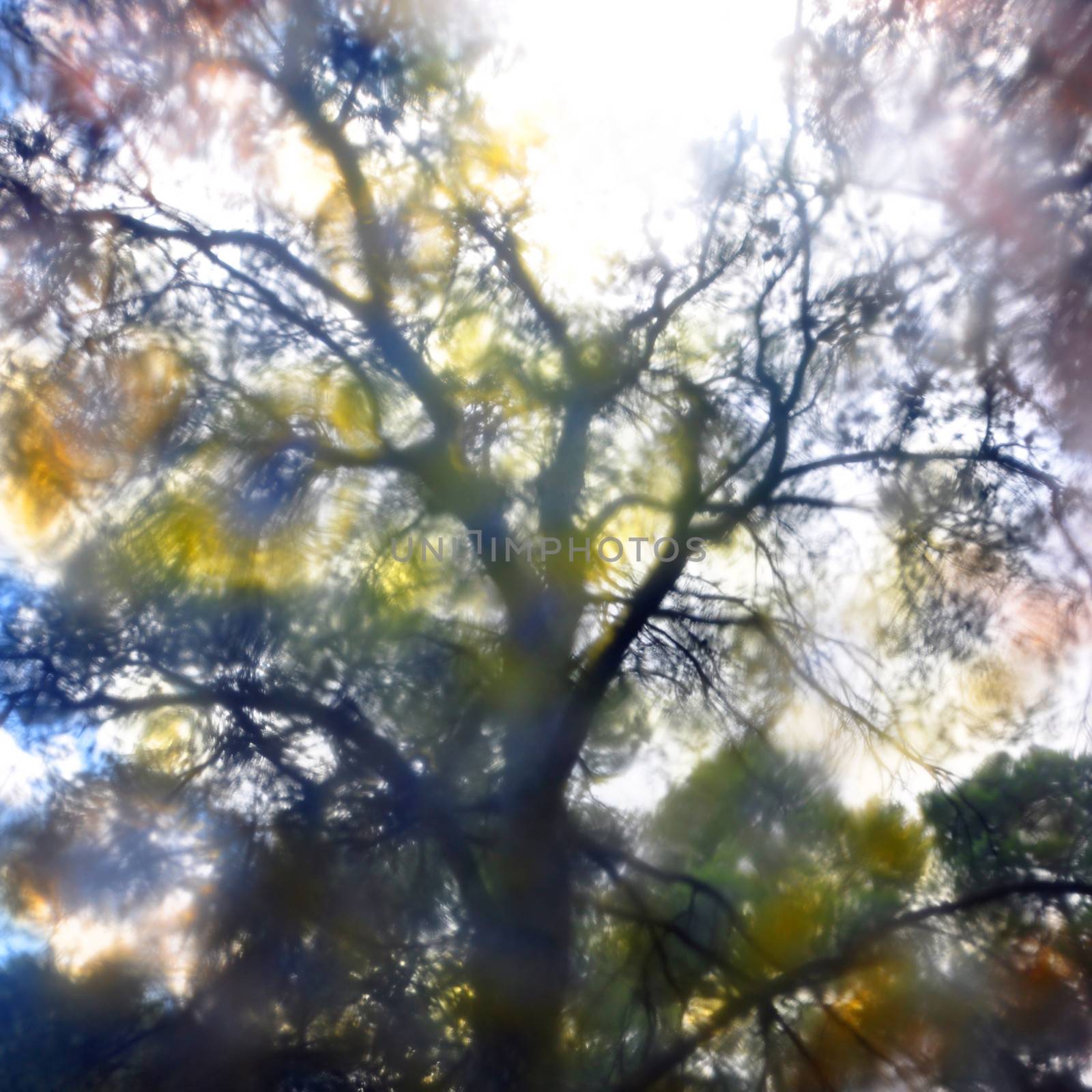 Forest trees colorful orbs paint stained glass distortion. Nature abstract landscape.